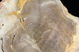 Petrified Wood End-Cut - Stirling Range, Australia #22982-1